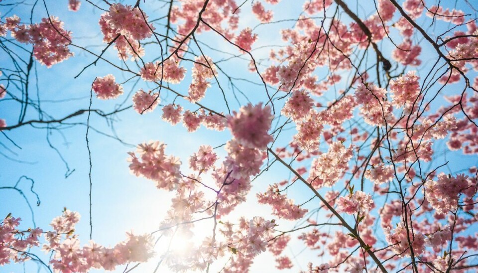 Mandag og tirsdag står ifølge Danmarks Meteorologiske Institut (DMI) til at byde på sol med temperaturer over 20 grader. (Arkivfoto). Mandag og tirsdag står ifølge Danmarks Meteorologiske Institut (DMI) til at byde på sol med temperaturer over 20 grader. (Arkivfoto).