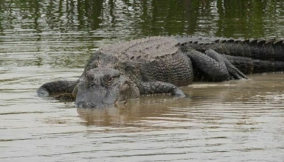 En alligator har angrebet en ung mand i Florida. (Modelfoto)