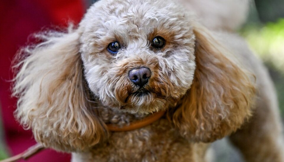 Man skal sørge for at få sin hund vaccineret, for parvovirus kan medføre en livstruende infektion.