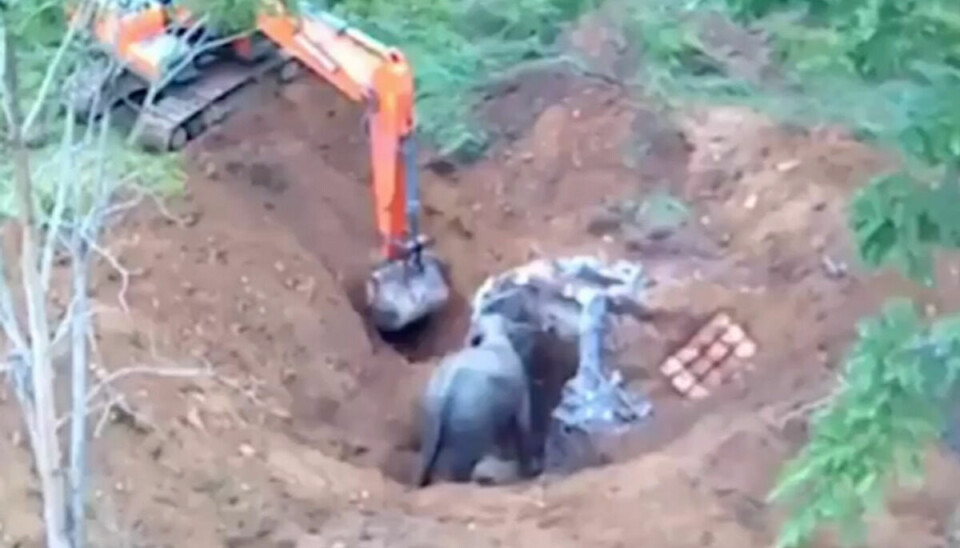 Her bliver elefantungen reddet op. Se videoen over artiklen.