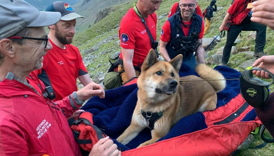 Hunden har det efter sigende ganske fint efter den udmattende tur. Hunden har det efter sigende ganske fint efter den udmattende tur.