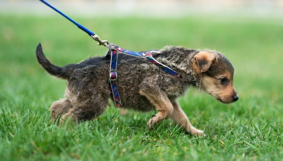 Blomsterløg er giftige for hunde, og det samme er hugormebid og nikotinposer. (Arkivfoto).
