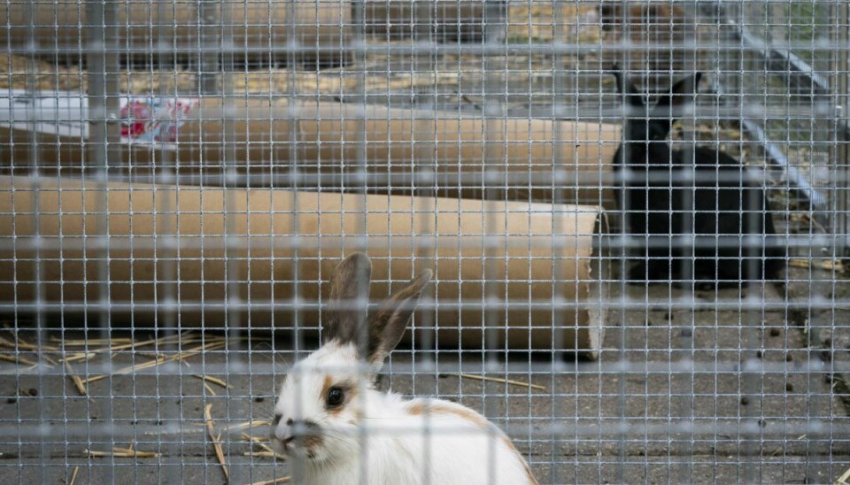 Kaniner er ifølge dyreværnsorganisationen Dyrenes Beskyttelse ikke et væsentligt lettere kæledyr at passe end en kat eller en hund. (Arkivfoto).