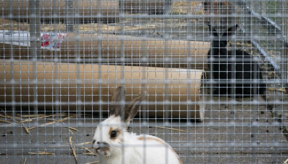 Kaniner er ifølge dyreværnsorganisationen Dyrenes Beskyttelse ikke et væsentligt lettere kæledyr at passe end en kat eller en hund. (Arkivfoto). Kaniner er ifølge dyreværnsorganisationen Dyrenes Beskyttelse ikke et væsentligt lettere kæledyr at passe end en kat eller en hund. (Arkivfoto).
