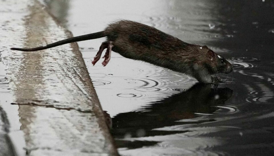 Det er ikke unormalt at se rotter på gaden i New York City. (Arkivfoto).