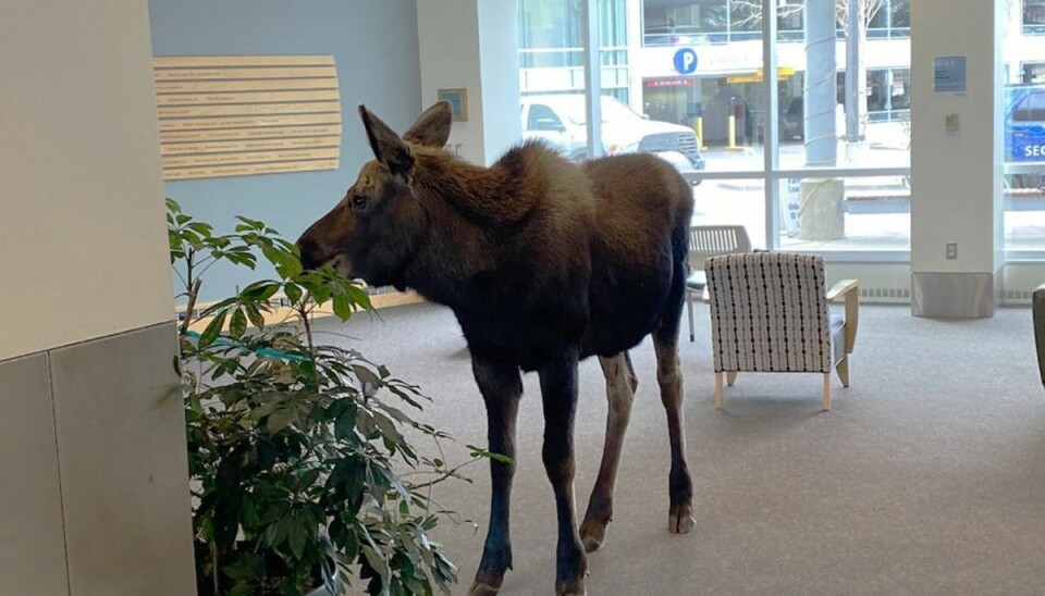 Elgen var tilsyneladende kun interesseret i hospitalets planter. Elgen var tilsyneladende kun interesseret i hospitalets planter.