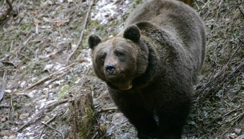 Ifølge Den Europæiske Naturfond er Italien hjem for verdens mest truede bjørneart, den marsikanske bjørn. Det er en underart af brunbjørnen. (Arkivfoto).