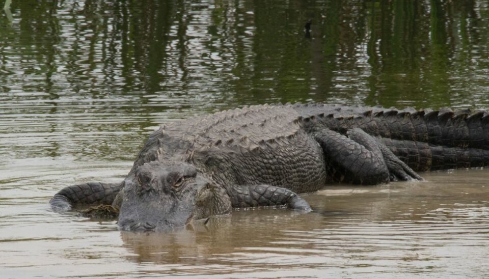 En dreng på to år blev fundet død i munden på alligator. (Modelfoto) En dreng på to år blev fundet død i munden på alligator. (Modelfoto)
