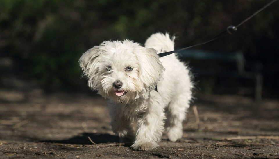 Ligesom mennesker kan hunde få allergiske reaktioner, når pollentallet er højt. Men hunde får nogle andre symptomer, siger chefdyrlæge Hanne Friis. (Arkivfoto).