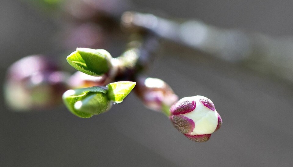 Fik du ikke lige plantet den busk eller hæk, som du har haft planer om at gøre i vintersæsonen, kan du godt nå det i april. - Det er sidste chance for at plante barrodsplanter, inden jorden bliver for tør, siger haveekspert Berit Rørbøl. (Arkivfoto). Fik du ikke lige plantet den busk eller hæk, som du har haft planer om at gøre i vintersæsonen, kan du godt nå det i april. - Det er sidste chance for at plante barrodsplanter, inden jorden bliver for tør, siger haveekspert Berit Rørbøl. (Arkivfoto).