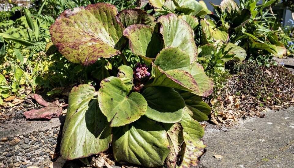 - Er der en staude, der har taget overhånd i haven, kan du i april dele den i flere dele, som du kan plante andre steder i haven eller give væk til naboen, siger Berit Rørbøl, der er havekspert hos Videncentret Bolius. (Arkivfoto). - Er der en staude, der har taget overhånd i haven, kan du i april dele den i flere dele, som du kan plante andre steder i haven eller give væk til naboen, siger Berit Rørbøl, der er havekspert hos Videncentret Bolius. (Arkivfoto).