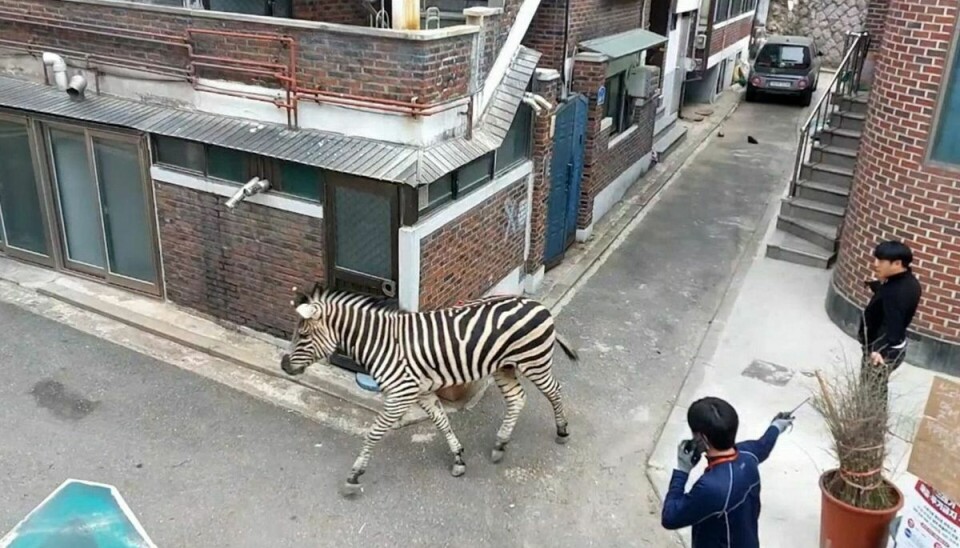 Her løber zebraen rundt i Seouls gader.