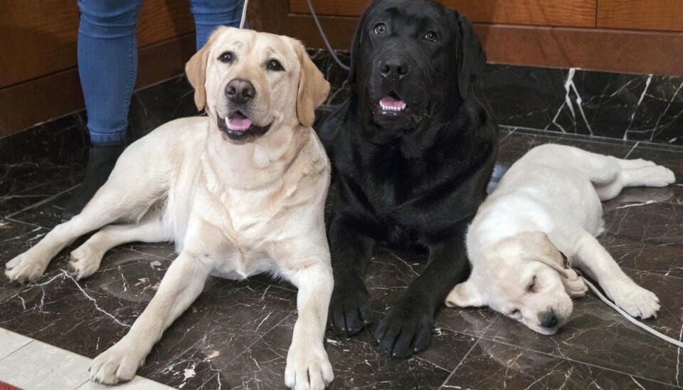 Labrador retrieveren er slået af tronen. Labrador retrieveren er slået af tronen.