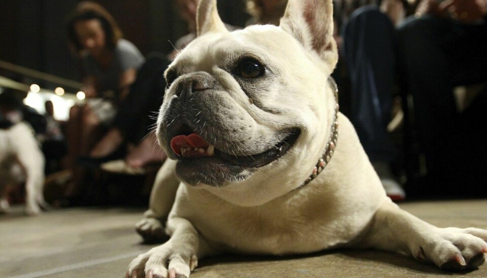 Her er den nye dronning - tæven Lola af racen Fransk bulldog.