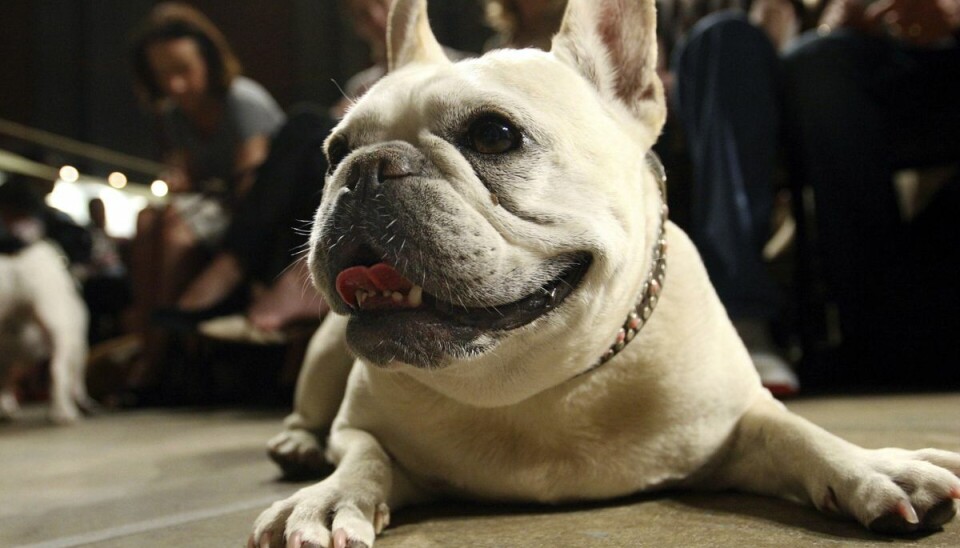 Her er den nye dronning - tæven Lola af racen Fransk bulldog. Her er den nye dronning - tæven Lola af racen Fransk bulldog.
