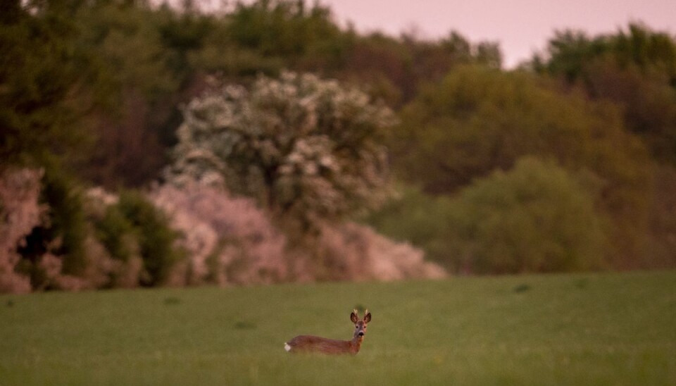 En kombination af sygdom og faldende økologisk bæreevne kan være forklaringer på et markant fald i antallet af nedlagte rådyr. (Arkivfoto).