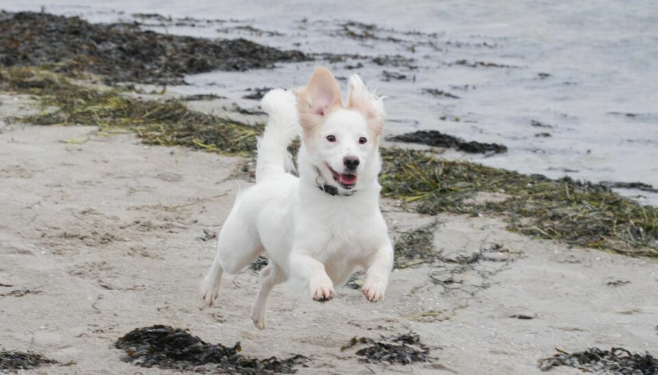 Fra den 1. april til den 30. september skal hundeejere ifølge naturbeskyttelsesloven holde deres hund i snor, når den luftes på de danske strande. Der er dog undtagelser for specifikke strande, så det er en god idé at holde øje med skiltningen på din lokale strand. Foto: Dyrenes Beskyttelse. Til fri afbenyttelse.