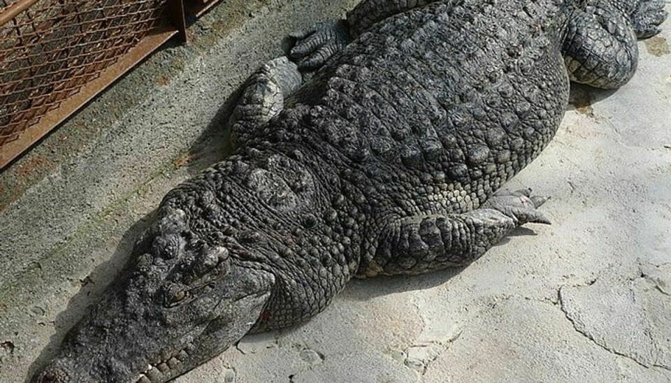 Kollegaerne grinte, da Dean Brown fortalte dem om den kæmpestore alligator. (Billedet relaterer sig ikke til artiklen).