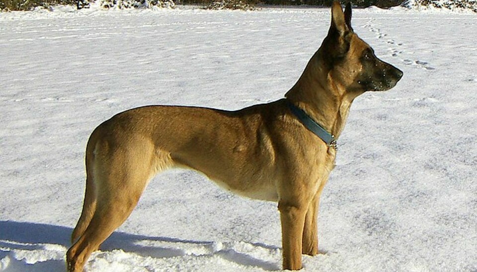 Tre af hundene var angiveligt af racen malinois, som hunde på billedet. Arkivfotoet har ingen direkte relation til hændelsen.