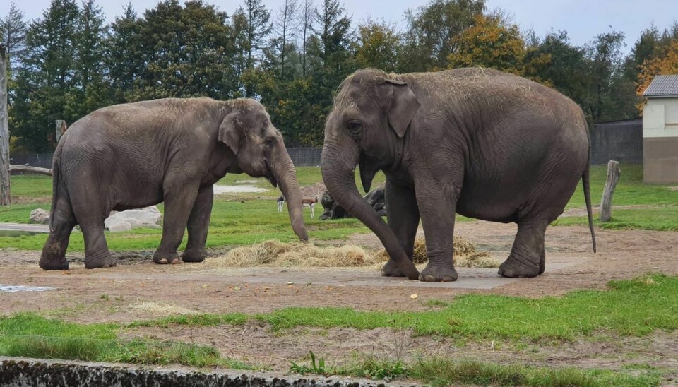 Elefanterne Sandrine og Medu er nu afgået ved døden.