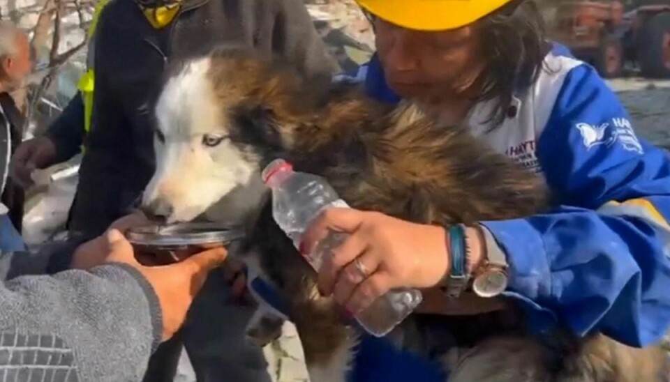 Denne hund blev reddet ud af ruinerne onsdag i byen Hatay efter 23 dage som levende begravet.