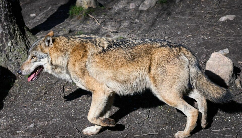 Ulven vejede 57,7 kilo og er den største fundet i Sverige siden 1977.