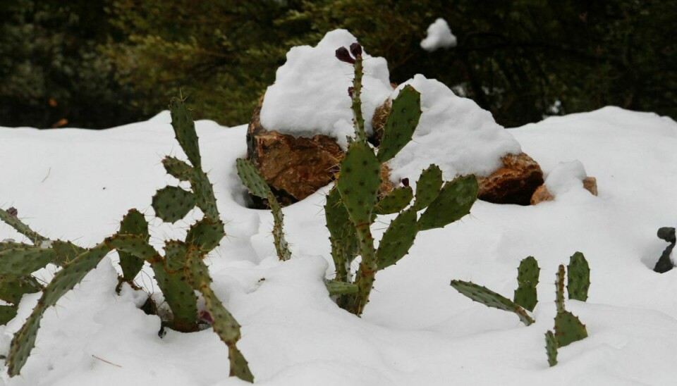 En kaktus dukker op fra sneen på bjerget Serra de Tramuntana.