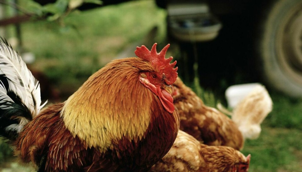 Det var angiveligt skaderne fra en kylling, som var årsagen til at en mand mistede livet.