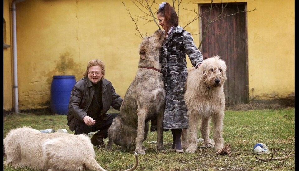 Sussi og Leo fik aldrig børn, men delte i stedet deres kærlighed med masser af kæledyr. Her ses de sammen med tre enorme, irske ulvehunde, der var en dal af familien i starten af 00'erne.