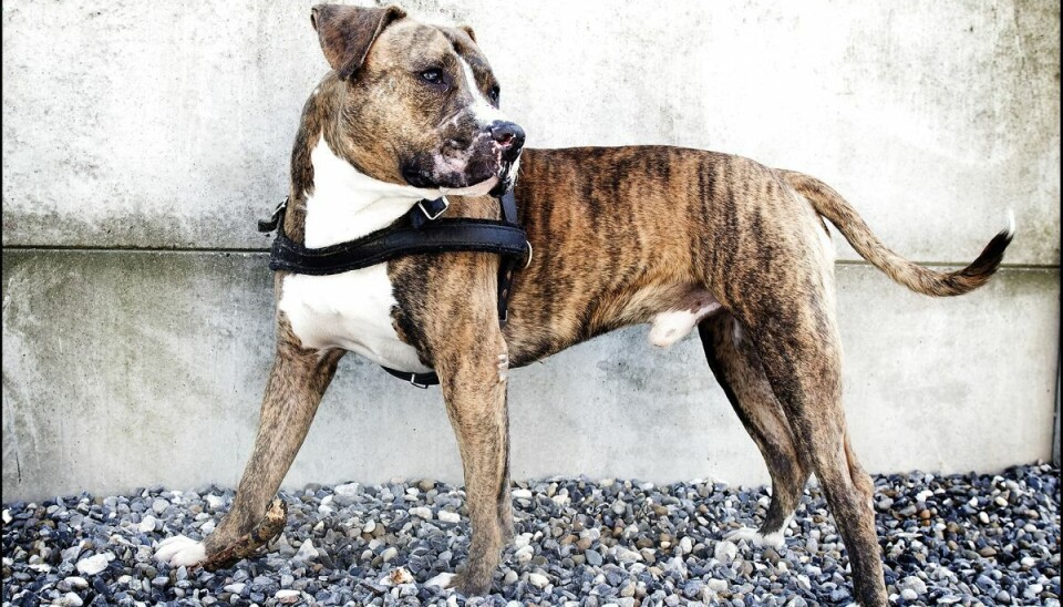 Et par hunde overfaldt en ældre stævningsmand og bed ham i numsen på ellers fredelige Bornholm. (Arkivfoto) Et par hunde overfaldt en ældre stævningsmand og bed ham i numsen på ellers fredelige Bornholm. (Arkivfoto)