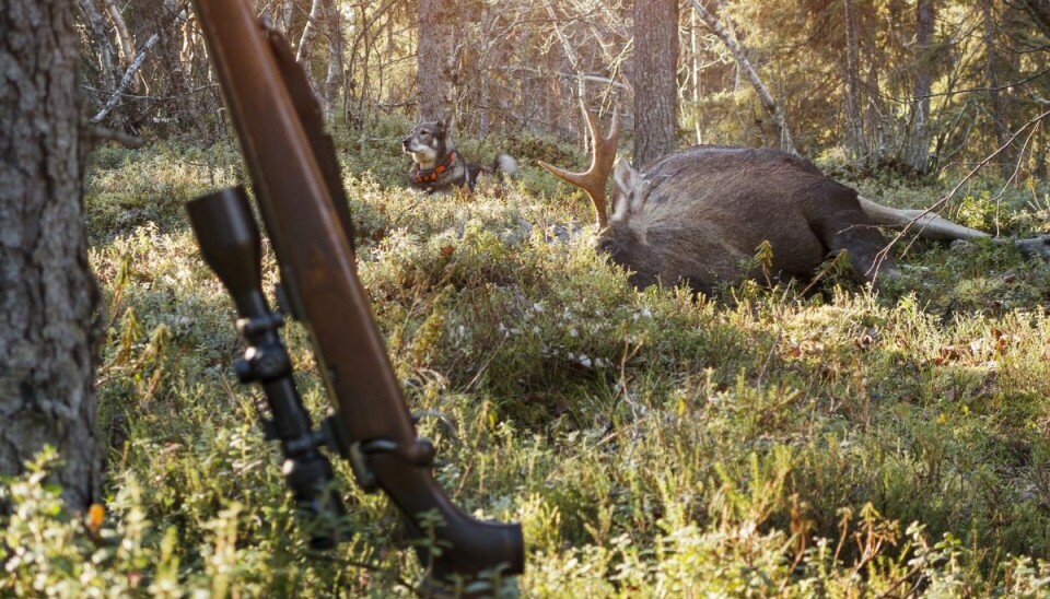 En hund trådte angiveligt på aftrækkeren og skød en mand i ryggen.