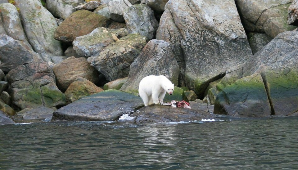 En isbjørn har dræbt en kvinde og et barn.