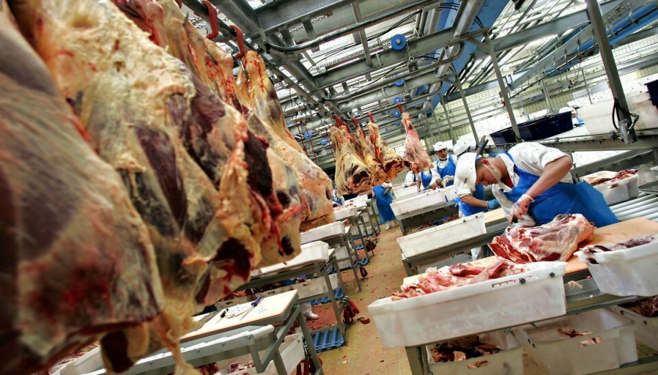 Salling Group afbryder samarbejdet med slagteriet.