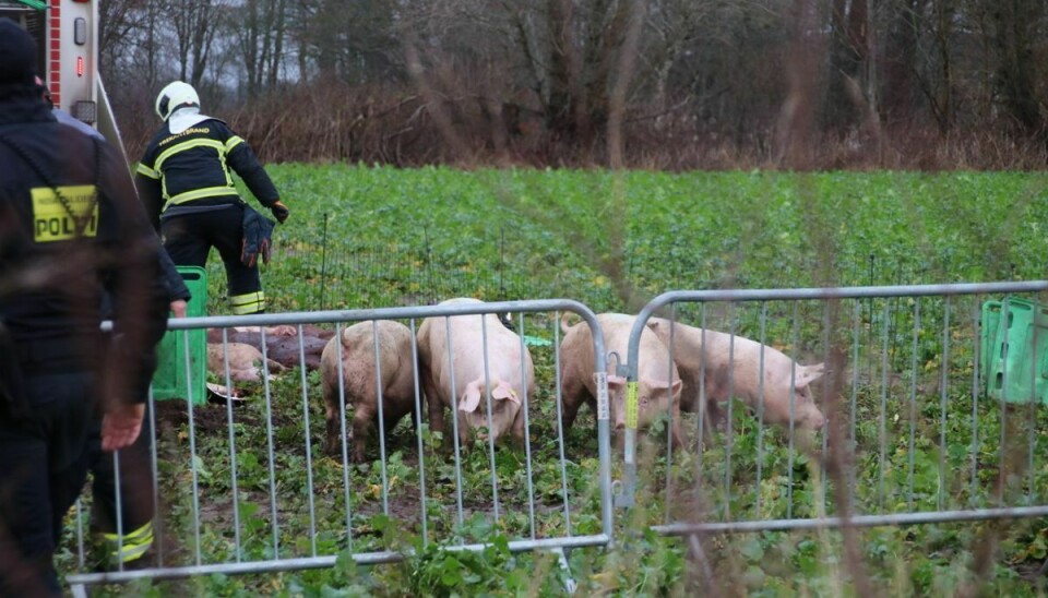 En dyrlæge og en slagter stod for at tilse og aflive grisene.