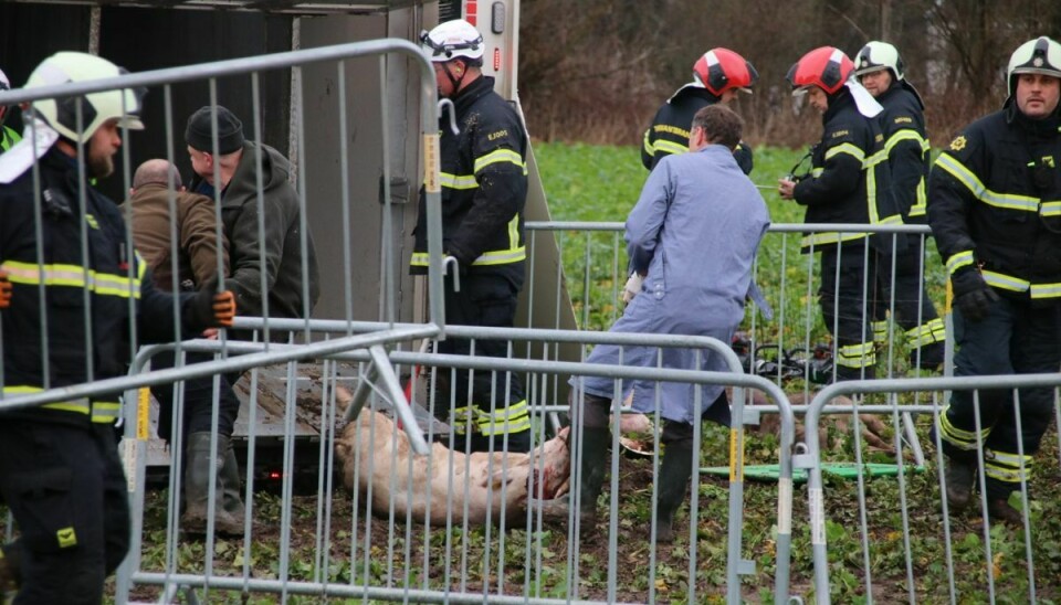 En grisetransport med 150 grise er væltet.
