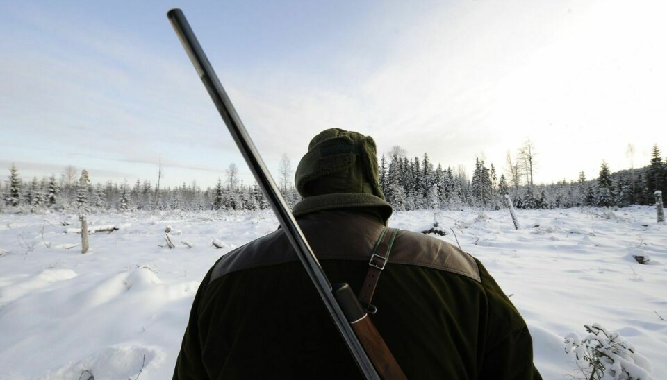 Omkring 200 jægere har mandag været afsted for at deltage i en stor ulvejagt i Sverige. Det skriver The Guardian. (Arkivfoto).