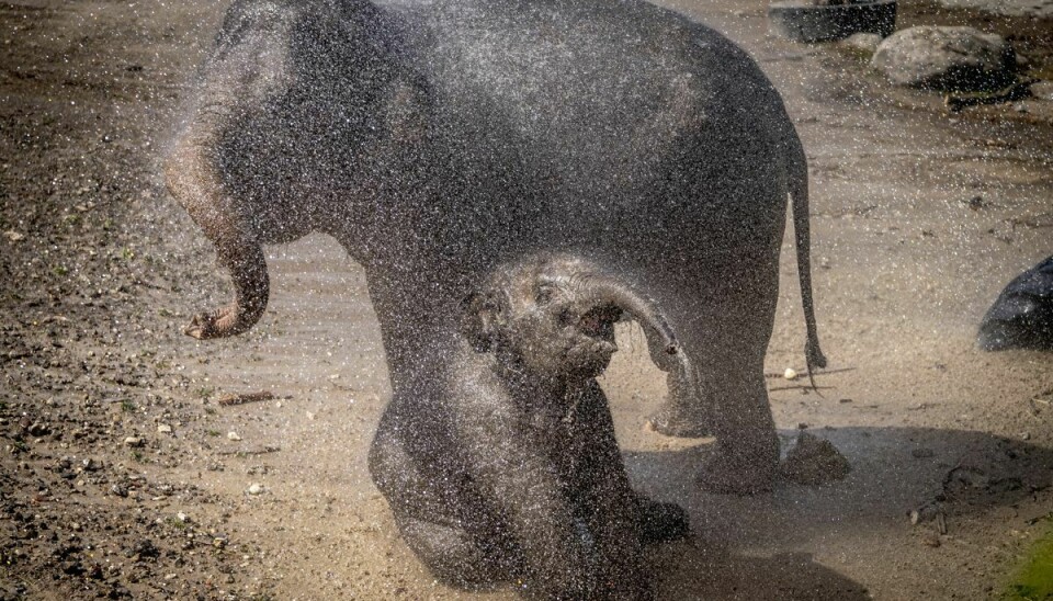 Elefanterne har det varmt i Zoo i København og får sprøjtet vand på sig, onsdag den 20. juli 2022. (Arkivfoto)