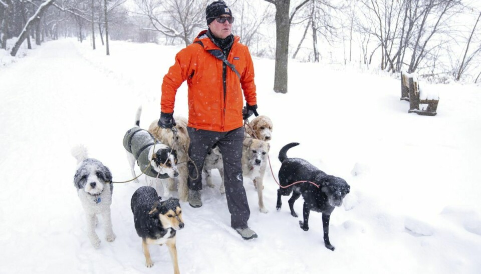 Der er allerede faldet godt med sne i området omkring Lake Harriet i Minneapolis, hvor denne mand onsdag gik tur med otte hunde. Store dele af USA ventes at blive ramt af usædvanligt koldt vejr i juledagene.
