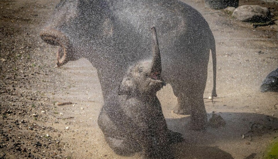 Ifølge Zoologisk Have har elefantunger, der bliver ramt af elefantherpes, kun 15 procent chance for overlevelse. I sommer døde femårige Plaisak af sygdommen. (Arkivfoto).