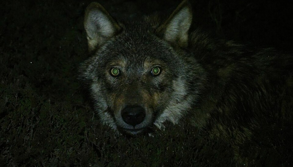 Det er denne ulv, som er har fået en gps-sender om halsen, og som Peter Sunde og hans kolleger nu kan følge minut for minut.