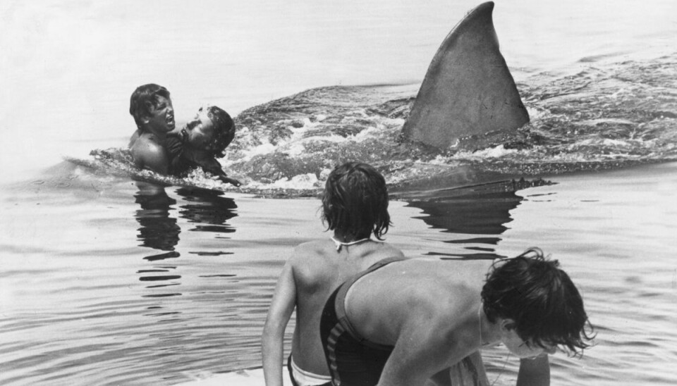 Scene fra filmen Jaws, Dødens Gab, som førte til en stor stigning i sportsfiskeri efter hajer i USA.