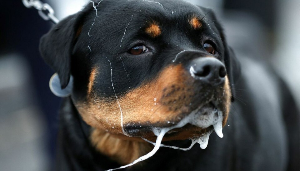 En rottweiler og en golden retriever var angiveligt til stede, da barnet blev bidt ihjel,