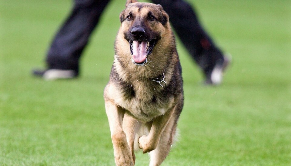 En kvinde blev mandag aften bidt af en politihund. Men den kan samtidig have reddet hendes liv. Der er ikke tale om hunden på billedet. (Arkivfoto)