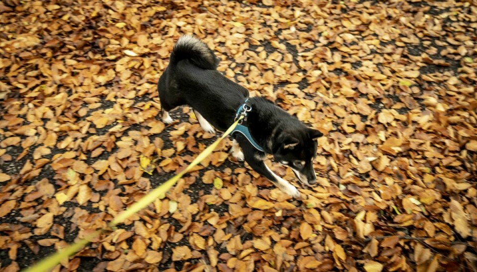 Shiba hund hygger sig i skov i Ringsted, onsdag den 28. oktober 2020.