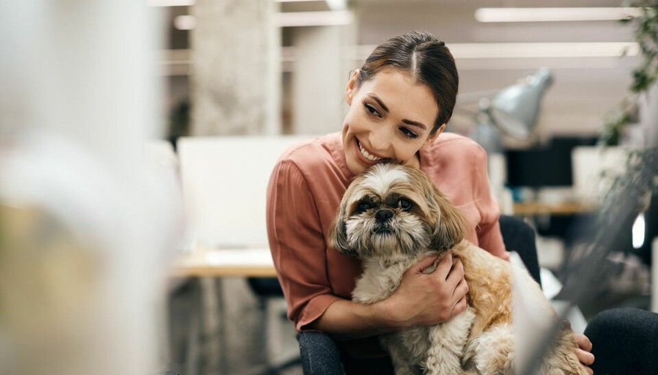 Hunde kan være med til at skabe en god stemning på arbejdspladsen.