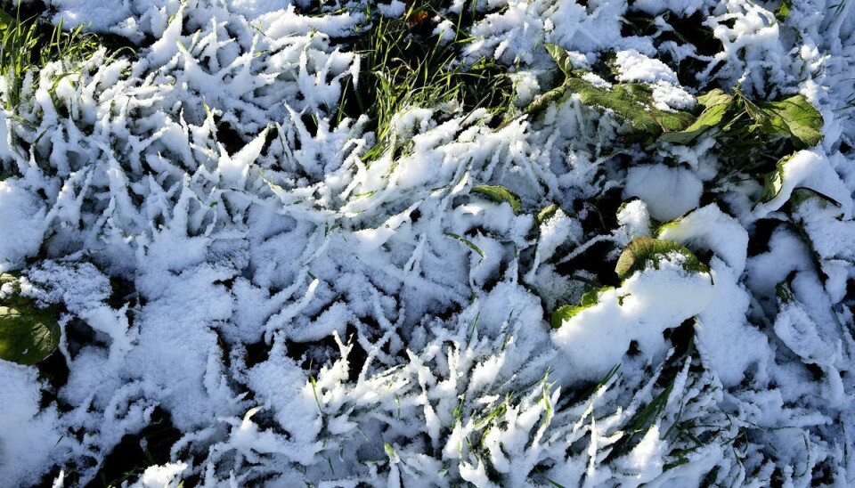 Søndag var der meget sne til sydlige dele af Danmark. Billede er fra området mellem Vordingborg og Præstø søndag.