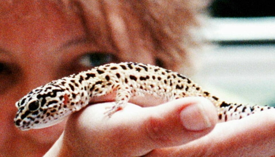 Leopardgekkoen, som kan blive op til 25 centimeter lang.