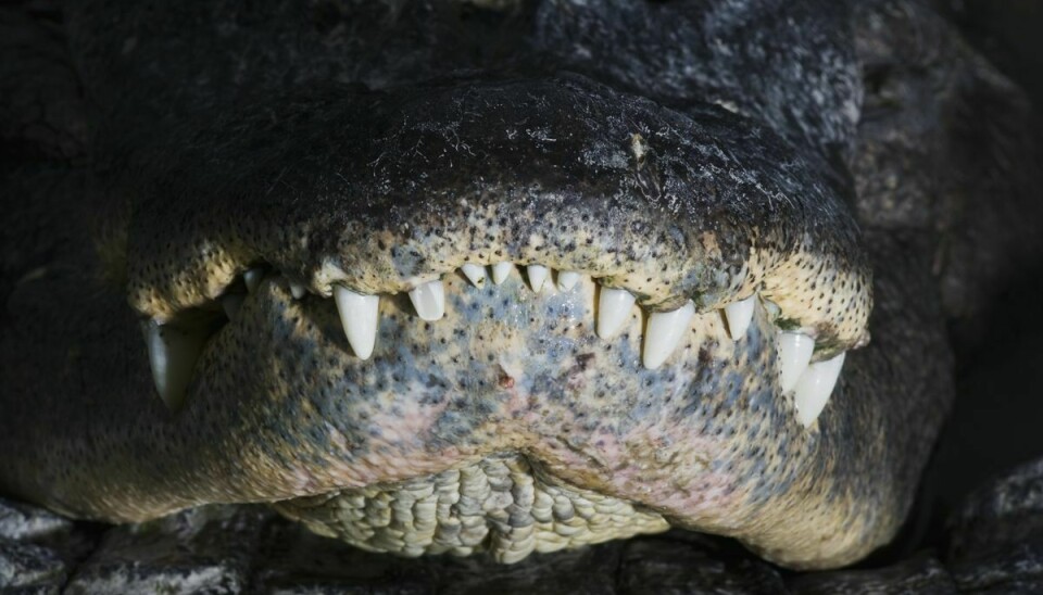 En krokodille har dræbt en otte-årig dreng i Costa Rica. Her ses en alligator.