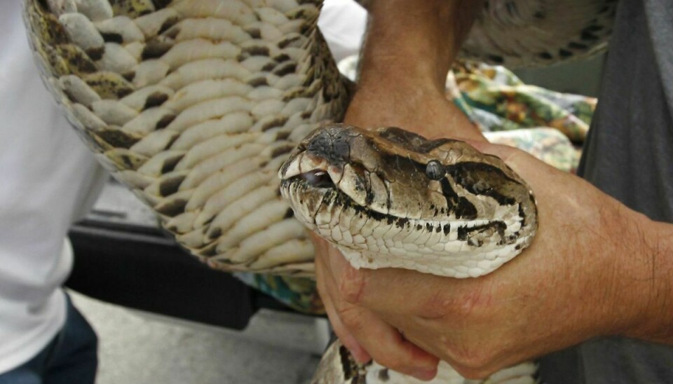 Arkivfoto: En kæmpeslange endte med at fortære en halvanden meter lang alligator.