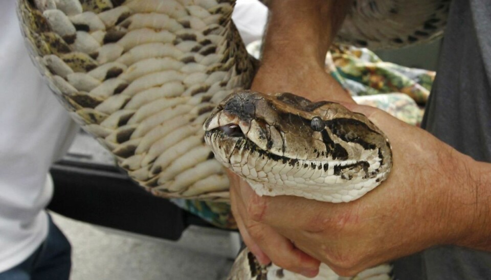 Arkivfoto: En kæmpeslange endte med at fortære en halvanden meter lang alligator. Arkivfoto: En kæmpeslange endte med at fortære en halvanden meter lang alligator.